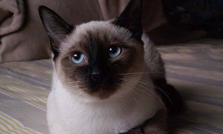 点击大图看下一张：善解人意的暹罗猫图片