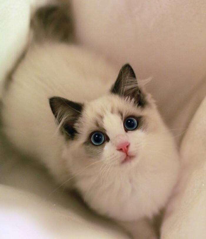 点击大图看下一张：温顺可爱的布偶猫图片