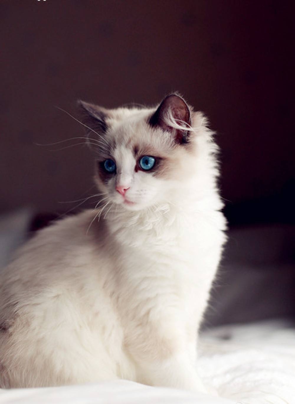 点击大图看下一张：温顺可爱的布偶猫图片