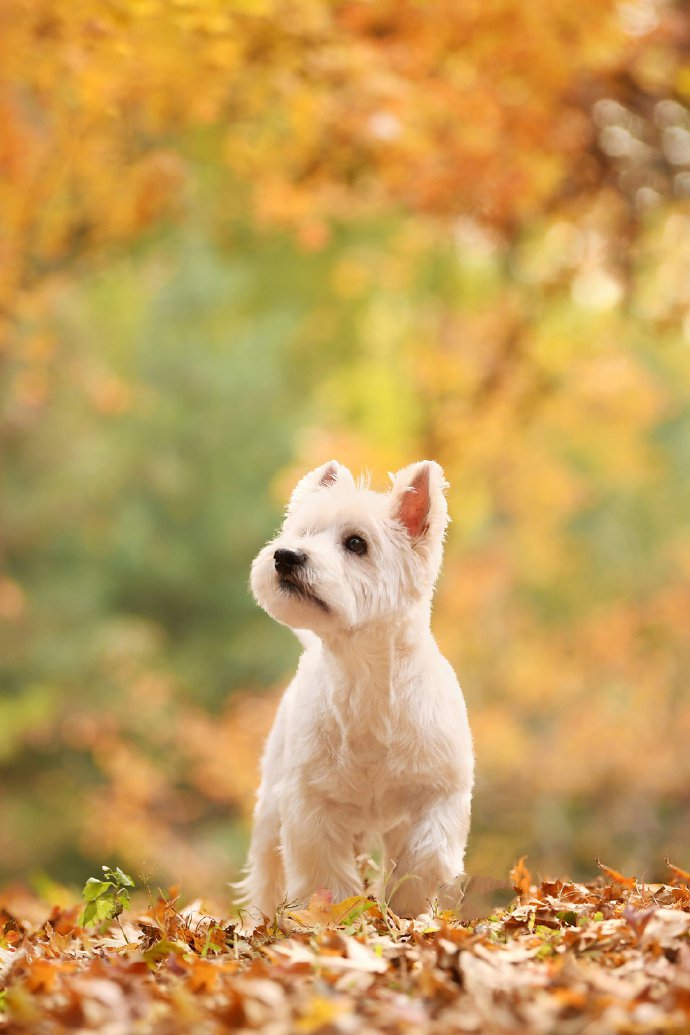 点击大图看下一张：西高地的秋景里拍照的小狗狗