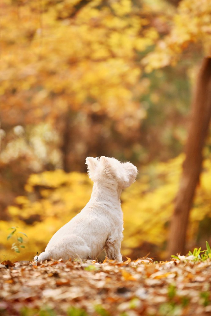 点击大图看下一张：西高地的秋景里拍照的小狗狗