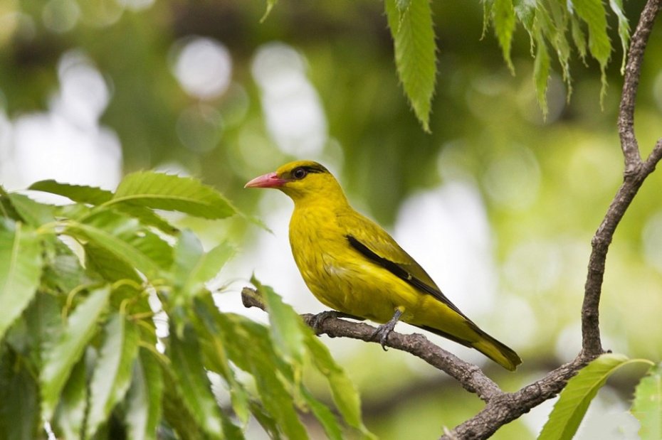 点击大图看下一张：一组可爱小巧的黄鹂鸟图片