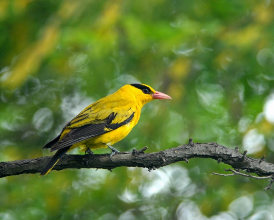 点击大图看下一张：一组可爱小巧的黄鹂鸟图片