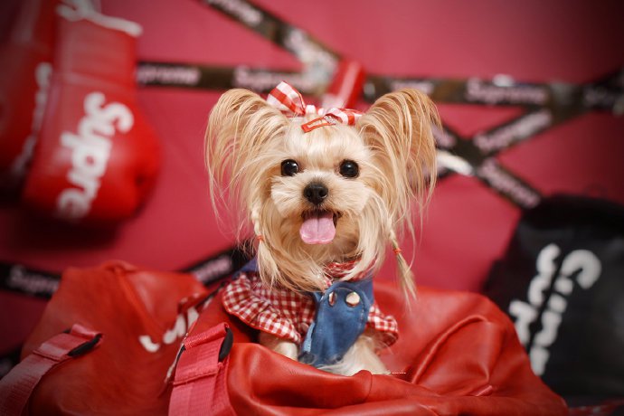 点击大图看下一张：一组超级乖巧的约克夏狗狗图片