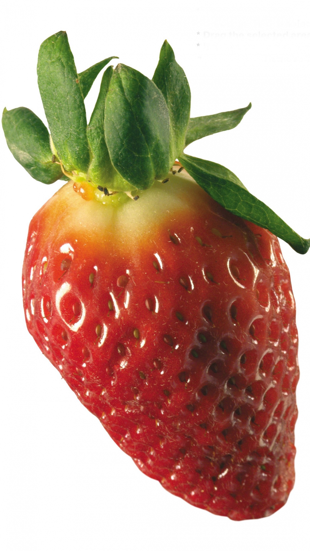 点击大图看下一张：小清新草莓水果图片大全