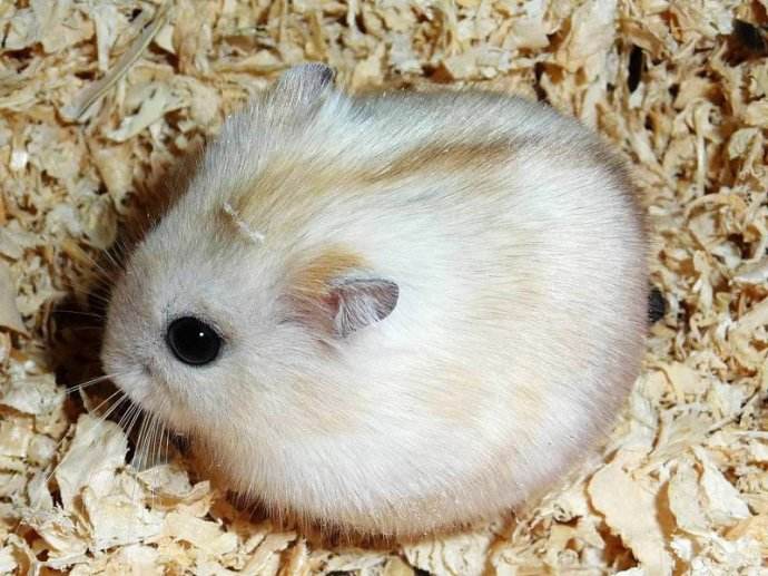 点击大图看下一张：一组毛绒绒可爱的布丁仓鼠图片