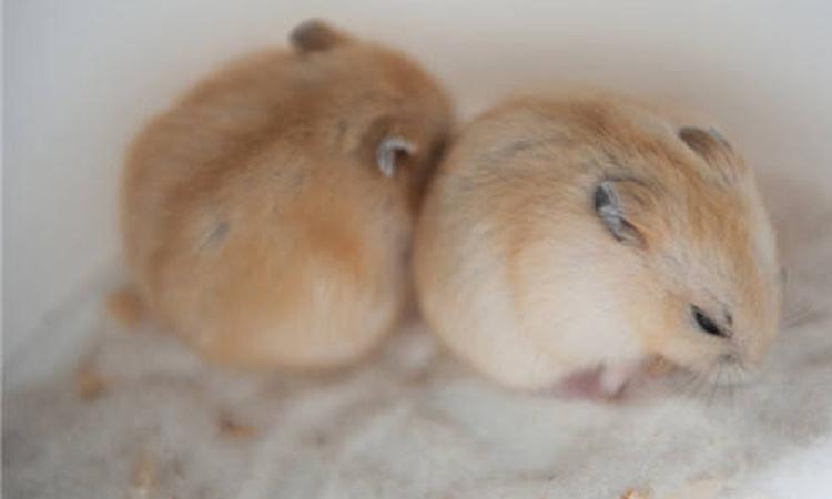 点击大图看下一张：一组毛绒绒可爱的布丁仓鼠图片