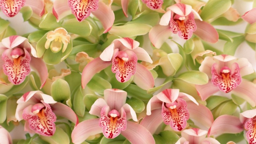 点击大图看下一张：一组色泽艳丽的的大花蕙兰图片