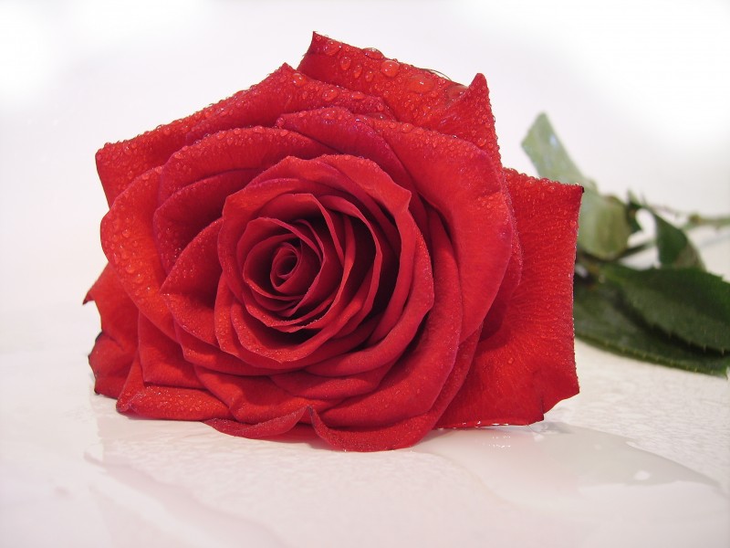 点击大图看下一张：惊艳美丽的红色玫瑰花图片