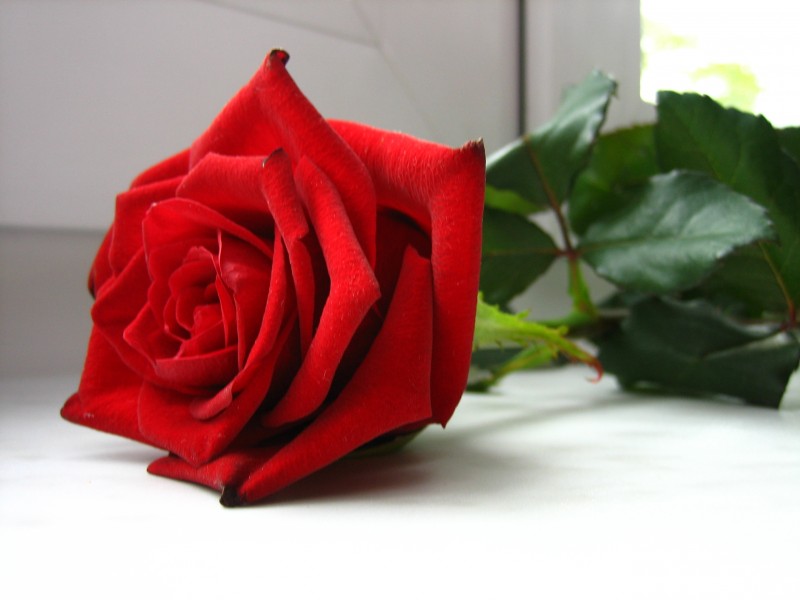点击大图看下一张：惊艳美丽的红色玫瑰花图片