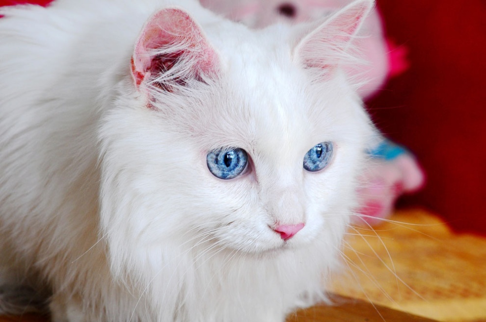 点击大图看下一张：波斯猫大眼睛特写图片