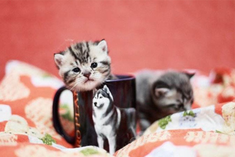 点击大图看下一张：活泼可爱的宠物茶杯猫