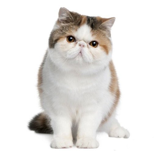 点击大图看下一张：精美的波斯猫宠物图片