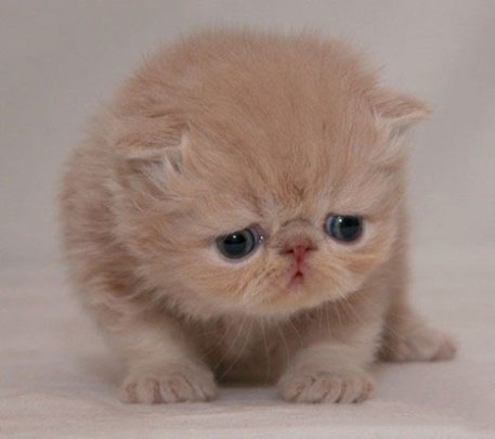 点击大图看下一张：精美的波斯猫宠物图片
