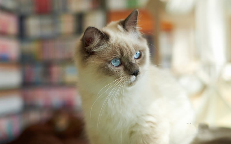 点击大图看下一张：粘人的暹罗猫图片欣赏
