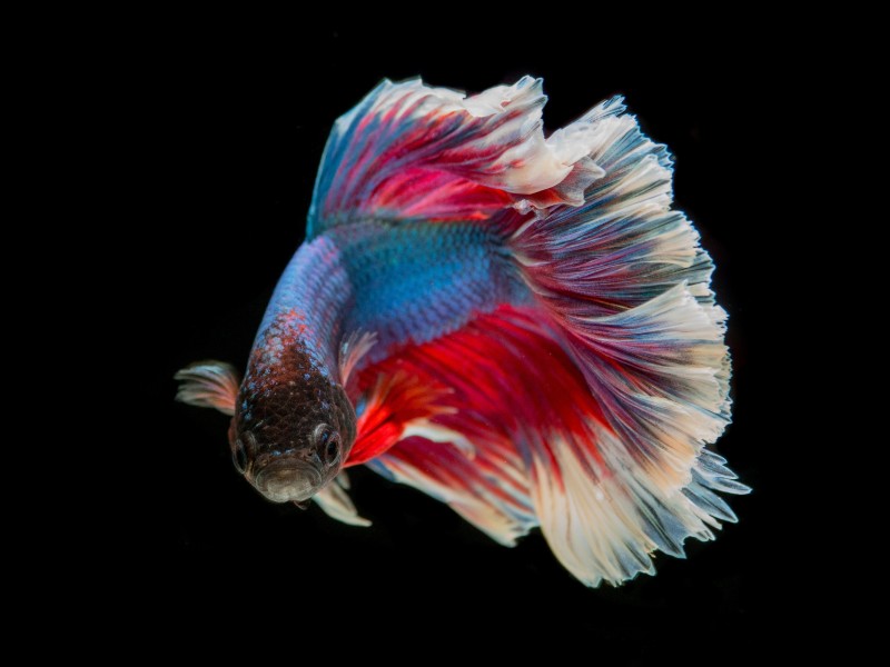 点击大图看下一张：色彩鲜艳的泰国斗鱼图片