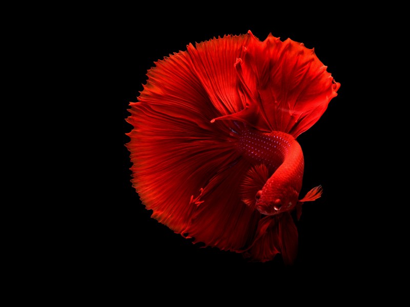 点击大图看下一张：色彩鲜艳的泰国斗鱼图片
