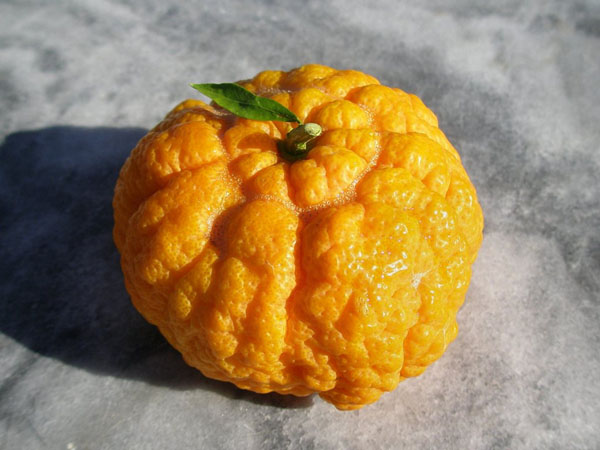 点击大图看下一张：橙黄色的黄柑图片