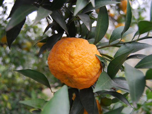 点击大图看下一张：橙黄色的黄柑图片