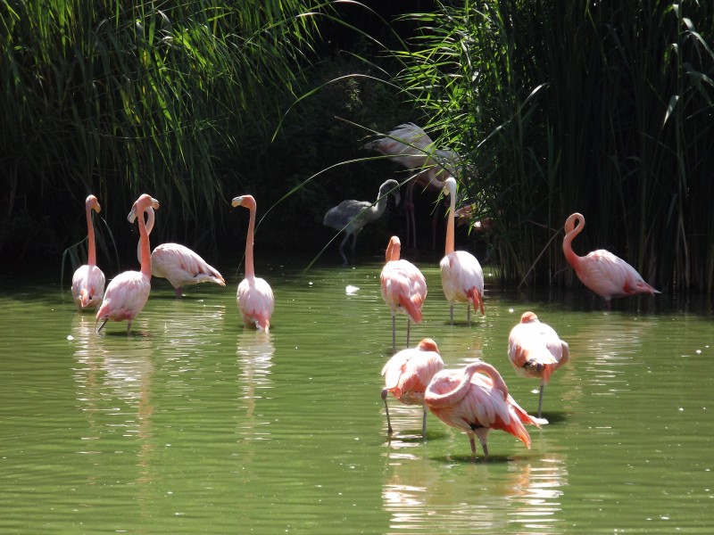 点击大图看下一张：成群结队的粉红色火烈鸟图片