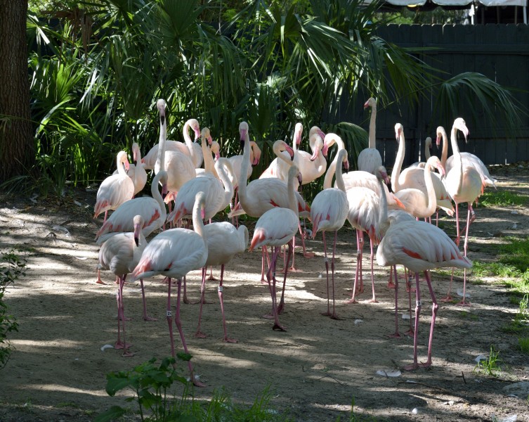 点击大图看下一张：成群结队的粉红色火烈鸟图片