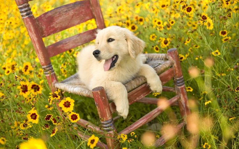 点击大图看下一张：萌萌哒招人爱的金毛犬图片