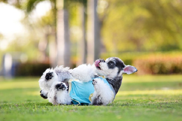 点击大图看下一张：一组可爱活泼的雪纳瑞小狗狗