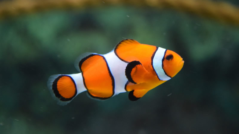 点击大图看下一张：五彩斑斓的小丑鱼图片欣赏