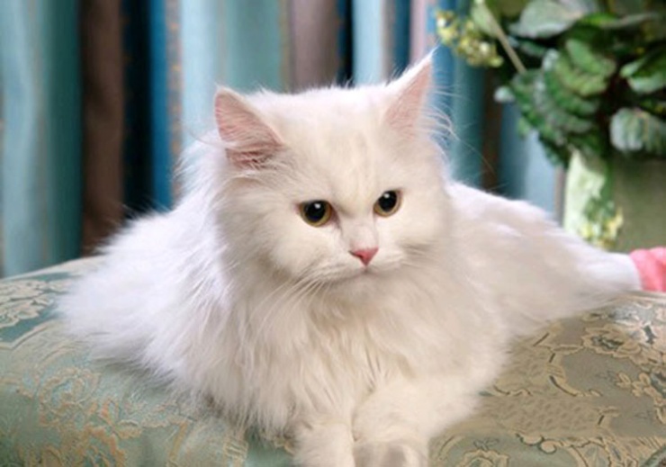 点击大图看下一张：高贵的长毛波斯猫图片