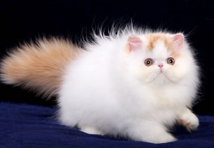 点击大图看下一张：高贵的长毛波斯猫图片