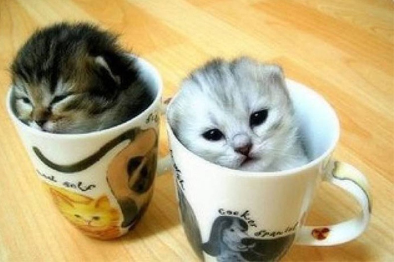 点击大图看下一张：迷你小宠物茶杯猫图片