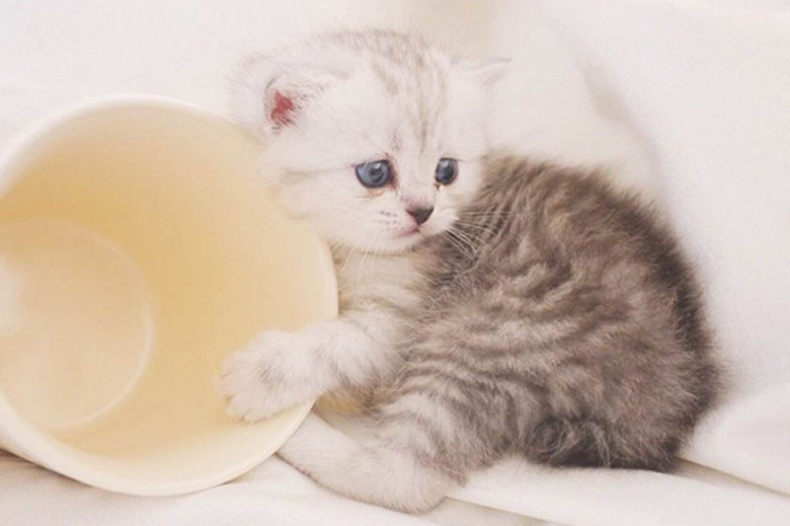 点击大图看下一张：迷你小宠物茶杯猫图片
