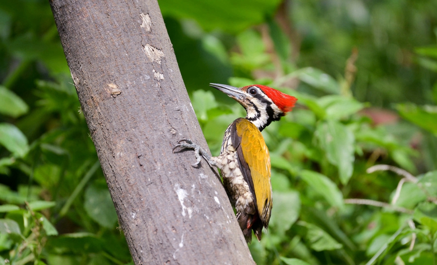 点击大图看下一张：金背三趾啄木鸟鸣声摄影生态图片