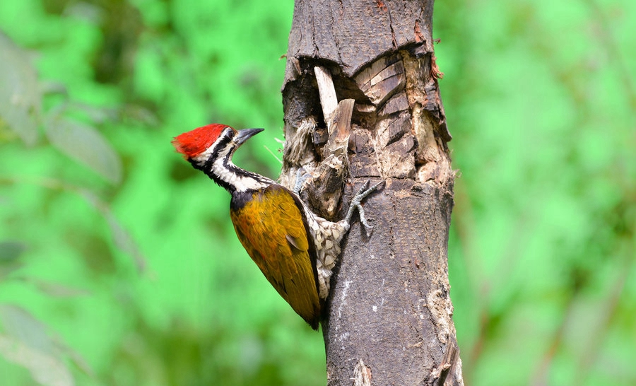 点击大图看下一张：金背三趾啄木鸟鸣声摄影生态图片