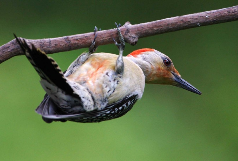 点击大图看下一张：森林医生啄木鸟图片欣赏