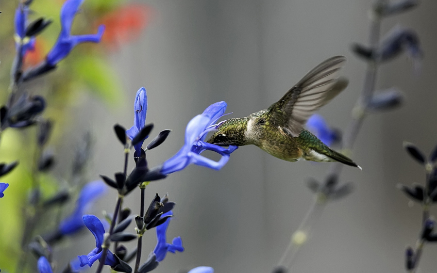 点击大图看下一张：最小鸟类蜂鸟采蜜高清图片欣赏