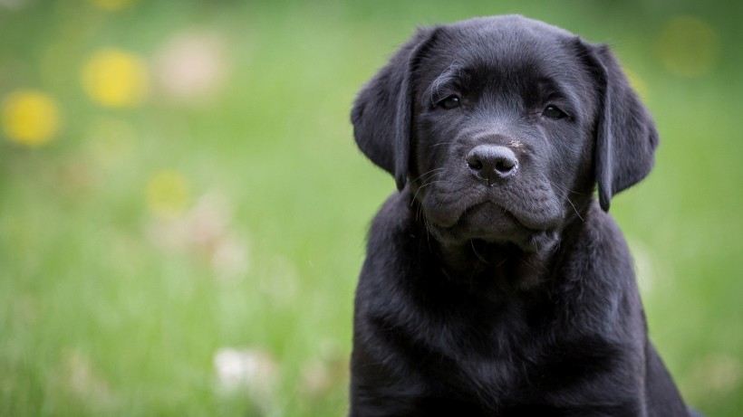 点击大图看下一张：温和友善的黑色拉布拉多犬图片