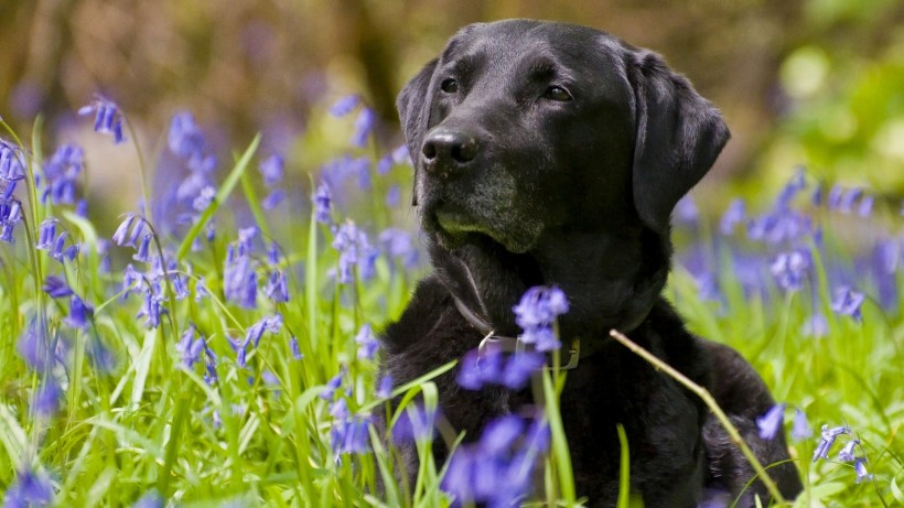 点击大图看下一张：温和友善的黑色拉布拉多犬图片