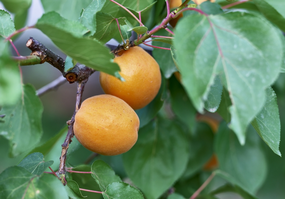 点击大图看下一张：一组杏的果实成熟图片欣赏