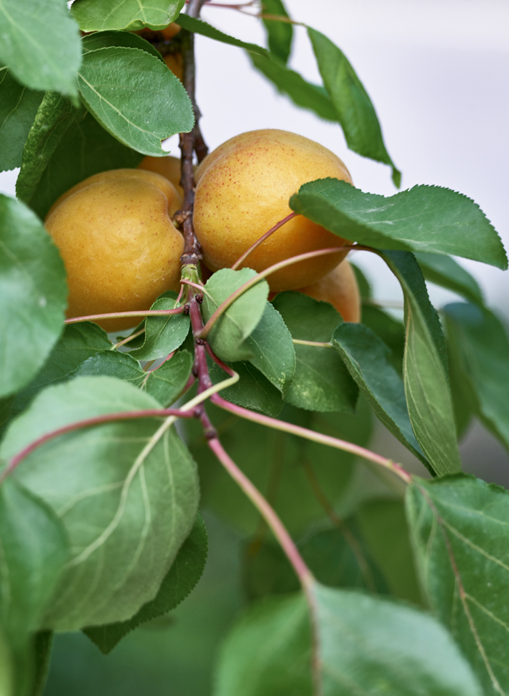 点击大图看下一张：一组杏的果实成熟图片欣赏