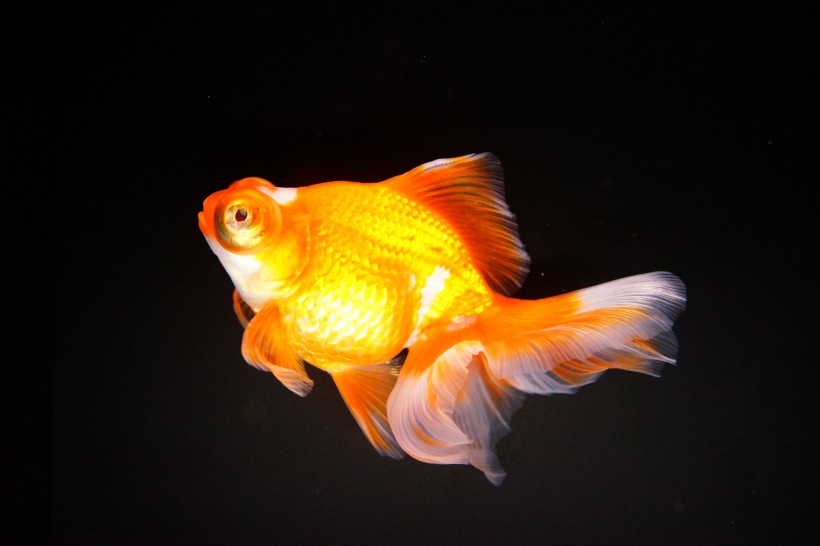 点击大图看下一张：游态优美的金鱼图片