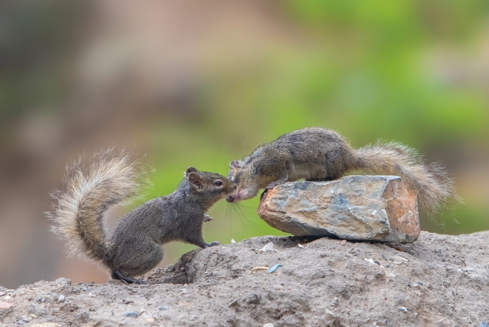 点击大图看下一张：一组两只小松鼠亲吻图片欣赏
