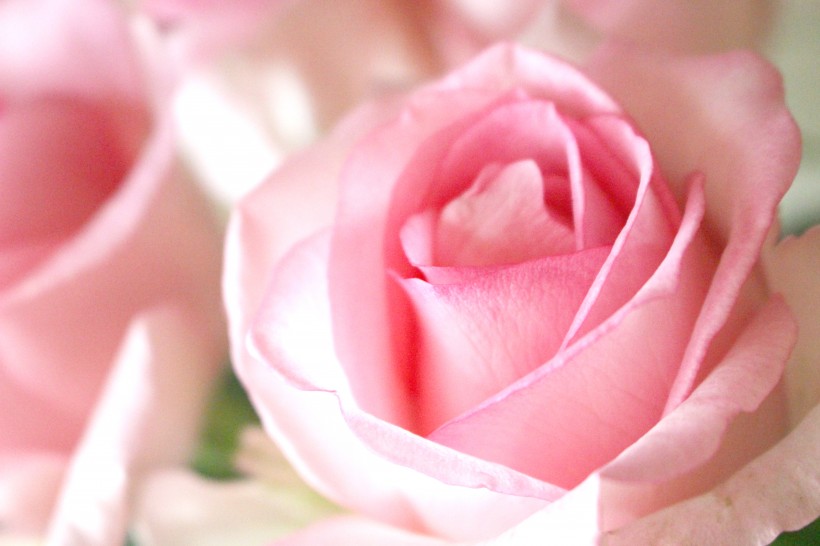 点击大图看下一张：清新美丽的粉色玫瑰图片