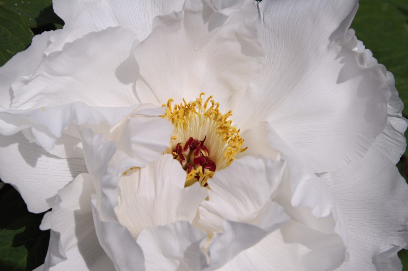点击大图看下一张：高贵优雅的白色牡丹花图片