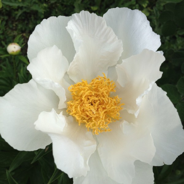 点击大图看下一张：高贵优雅的白色牡丹花图片