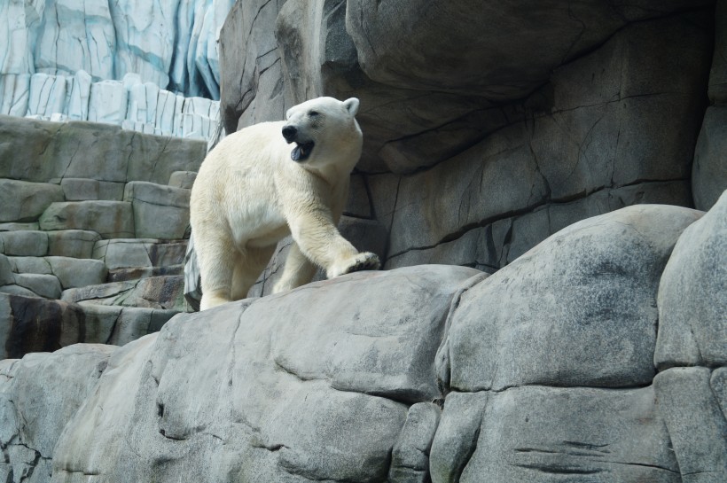 点击大图看下一张：一组体型庞大的北极熊图片欣赏