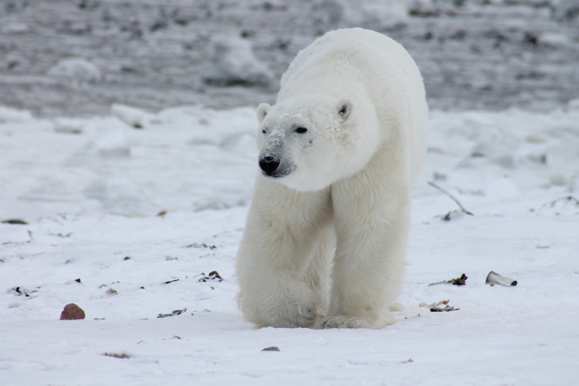 点击大图看下一张：一组体型庞大的北极熊图片欣赏