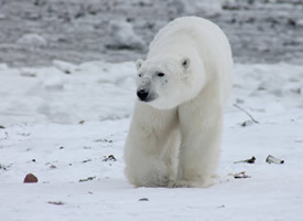 一组体型庞大的北极熊图片欣赏