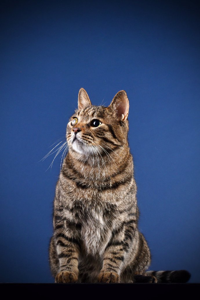 点击大图看下一张：炯炯有神的左眼，身姿雄壮威风凛凛的猫猫
