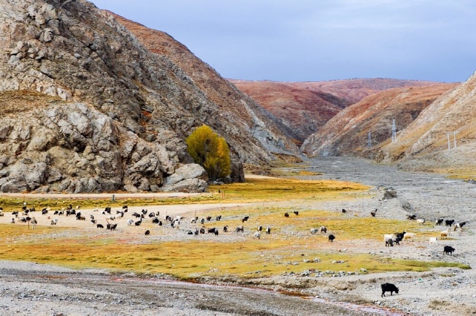 点击大图看下一张：西藏日喀则的秋天图片欣赏